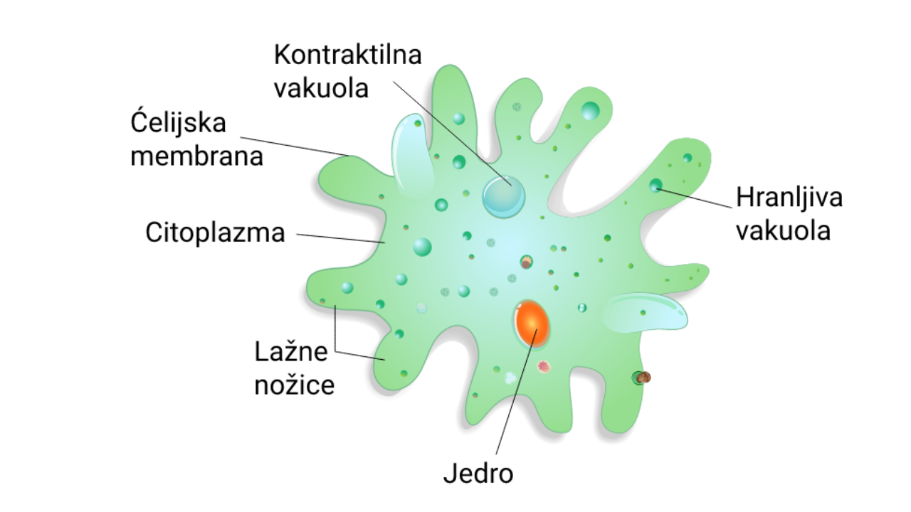 Jednoćelijske eukarije | Shtreber